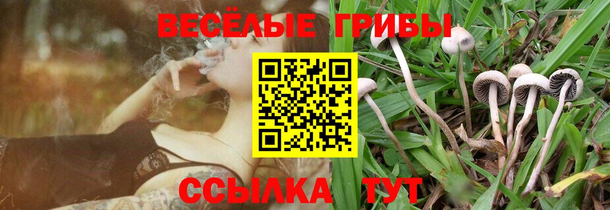 Кропоткин  Псилоцибиновые грибы ЛСД  Вход с VPN  Галлюциногенные грибы Psilocybine cubensis 